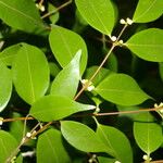 Myrciaria floribunda Leaf