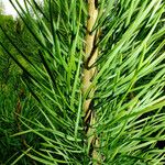Pinus koraiensis 樹皮