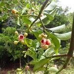Garcinia puat Lorea