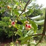 Garcinia puat Cvet