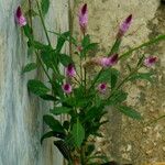 Celosia argentea Buveinė