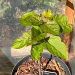 Catalpa speciosa Blad