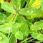 Euphorbia dulcis Hoja
