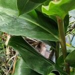 Hedychium gardnerianum Leaf