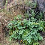 Myrrhidendron glaucescens Hábito