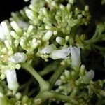 Palicourea luxurians Cvet