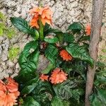 Crossandra infundibuliformis Blatt