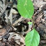 Pyrola elliptica Leaf