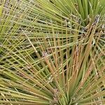 Agave striata Blatt