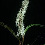 Pentaclethra macroloba Fleur