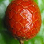 Oncocalamus mannii Fruit