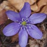 Anemone hepatica Virág