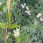 Eupatorium perfoliatum Blad