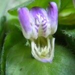 Justicia refractifolia Flor