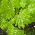 Acer shirasawanum Folha