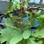 Quercus robur Fiore