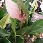 Anthurium scherzerianum फूल