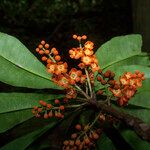 Clavija lancifolia Flor