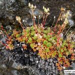 Saxifraga tricuspidata পাতা