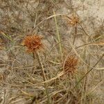 Cyperus crassipes Habit