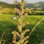 Echium vulgareFlower