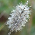 Trifolium infamia-ponertii Frukto
