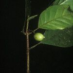 Siparuna decipiens Meyve