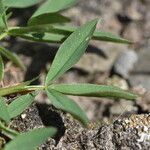 Trifolium alpinum Fuelha