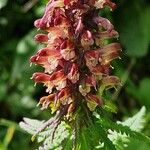 Pedicularis recutita Flor