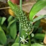 Albuca bracteata Flor