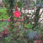 Ipomoea hederifolia Flower