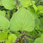 Salvia tiliifolia Leaf