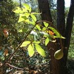 Aesculus californica Fruit