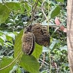 Mucuna sloanei Frucht