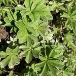 Potentilla valderia Leaf