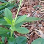 Talinum paniculatum Yaprak