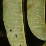Zanthoxylum ekmanii Leaf