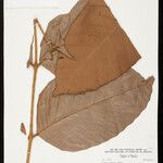 Guarea crispa Leaf