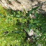 Notobasis syriaca 整株植物