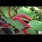 Acalypha hispida 葉