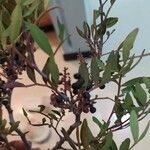 Pistacia lentiscus Ліст