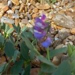 Lathyrus japonicus Flower