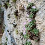 Primula allionii Συνήθη χαρακτηριστικά