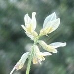 Astragalus hamosus Kukka