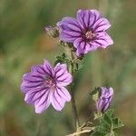 Malva sylvestrisFlower