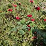 Cotoneaster bullatusFoglia