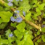 Veronica americana Blüte