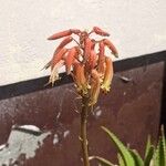 Aloe maculata Fiore