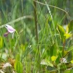 Pogonia ophioglossoides Celota