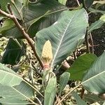 Magnolia delavayi Φρούτο